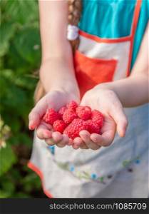 Children&rsquo;s picking raspberries. A cute little girl collects fresh fruits on an organic raspberry farm. Children gardening and picking berries. The child eats ripe healthy berries.. Children&rsquo;s picking raspberries. A cute little girl collects fresh fruits on an organic raspberry farm. Children gardening and picking berries.