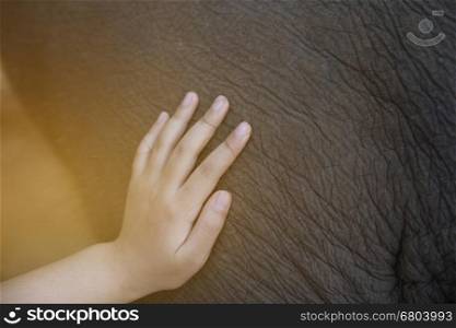 children's hand touching young asian elephant body