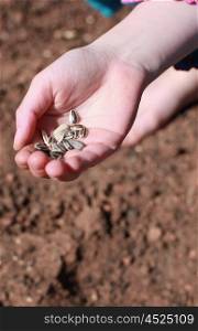 Childs hand holding sunflower seeds ready to plant