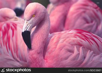 Chilean Flamingos / Looking Fine in Pink