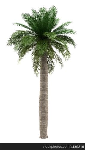 chilean wine palm tree isolated on white background