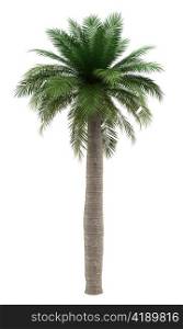 chilean wine palm tree isolated on white background