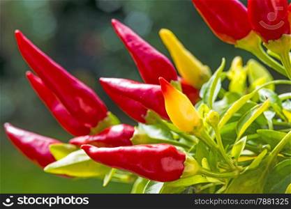 chili at a plant