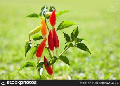 chili hot peppers plant in red orange and yellow