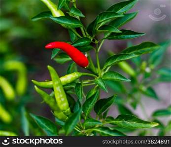 Chili plant. Ripe red chili on stem