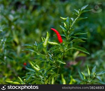 Chili plant. Ripe red chili on stem
