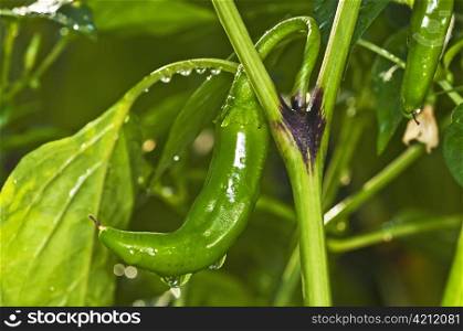 chili with raindrops