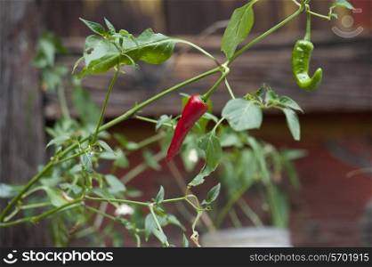 Chilies growing on a plant, Tamchhog Lhakhang, Paro Valley, Paro District, Bhutan