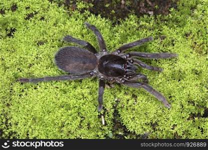 Chilobrachys andersoni. Commonly called a Tiger Spiders. These are Indian relatives of the famous Tarantulas, Pune, Maharashtra, India