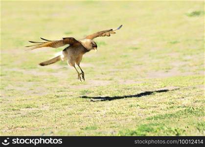 Chimango caracara flying on the field          