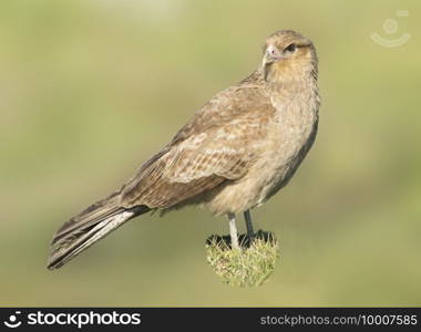 Chimango caracara on the grass field 