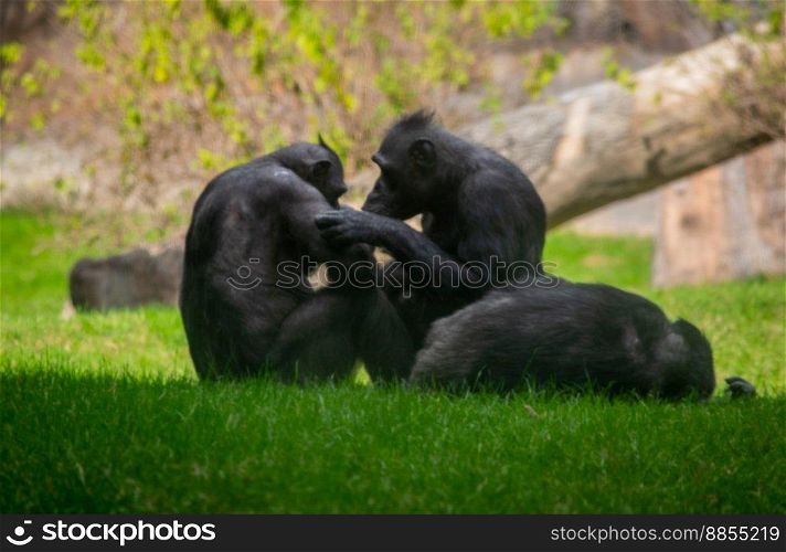 Chimpanzee Friends