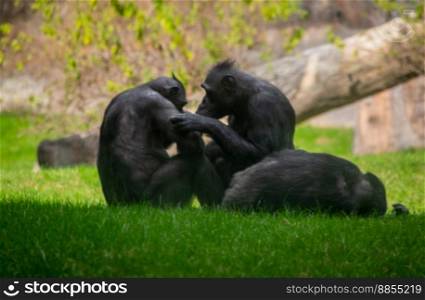 Chimpanzee Friends