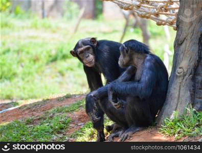 Chimpanzee live in the national park / Pan troglodytes