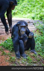 Chimpanzee monkey sitting on ground eating fruit in the national park / Pan troglodytes