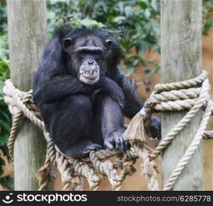 Chimpanzee Perching In The Zoo