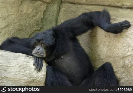 Chimpanzee sitting on a rock