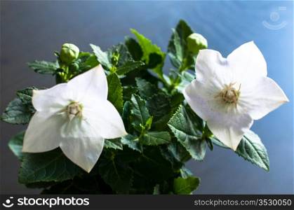 Chinese bellflower or Platycodon grandiflorus with beautiful white blossoms