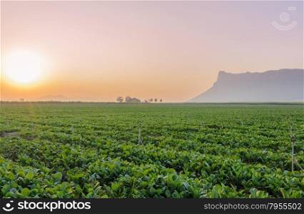 Chinese broccoli or Chinese kale field at the sunrise