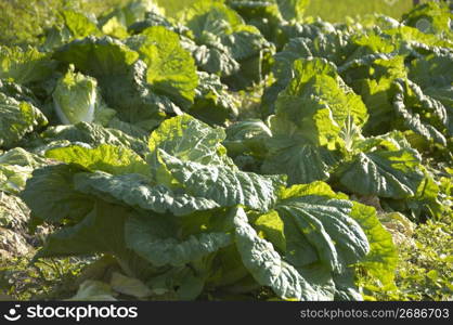 Chinese cabbage