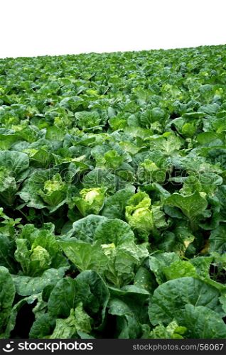chinese cabbage field at northern part of thailand