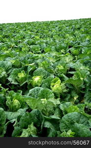 chinese cabbage field at northern part of thailand