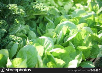 chinese cabbage plant growing in vegetable garden