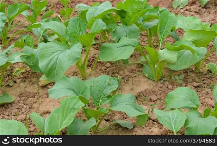 Chinese cabbage plantation