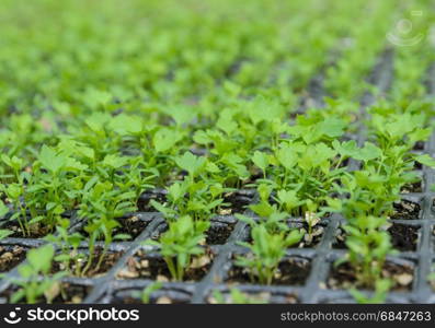 Chinese celery seedlings plant in a nursery