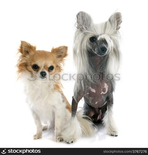 chinese crested dog and chihuahua in front of white background
