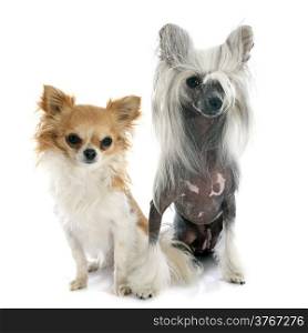 chinese crested dog and chihuahua in front of white background