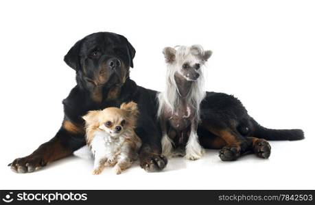 Chinese Crested Dog, chihuahua and rottweiler in front of white background