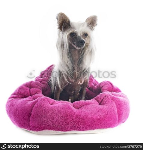 Chinese Crested Dog in front of white background