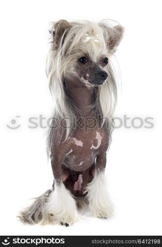 Chinese Crested Dog in front of white background
