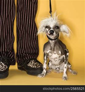 Chinese Crested dog on leash standing next to man&acute;s legs.