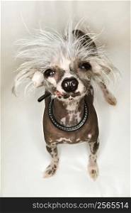 Chinese Crested dog portrait.