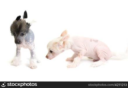 Chinese Crested puppy isolated on a white background