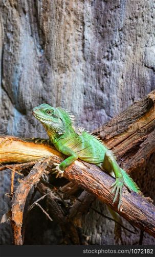 Chinese Green Water Dragon on branch tree