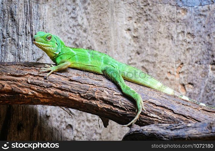 Chinese Green Water Dragon on branch tree / Large lizard green Iguanas - Physignathus cocincinus