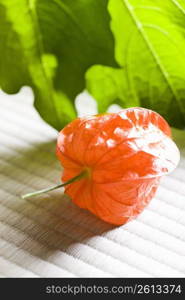 Chinese lantern plant