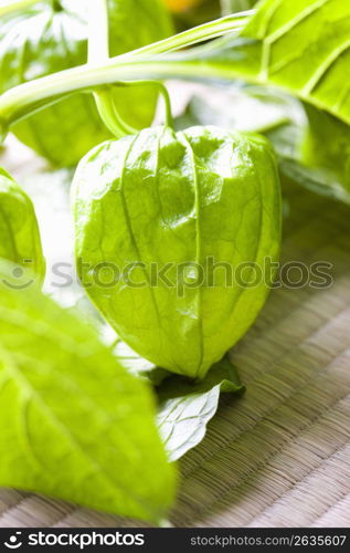 Chinese lantern plant