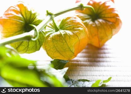 Chinese lantern plant