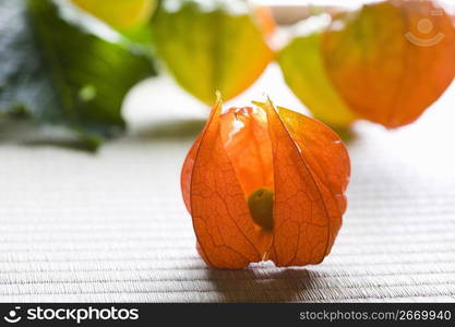 Chinese lantern plant