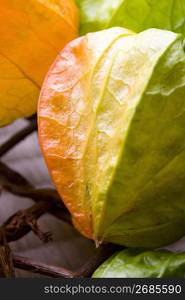 Chinese lantern plant