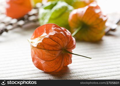 Chinese lantern plant