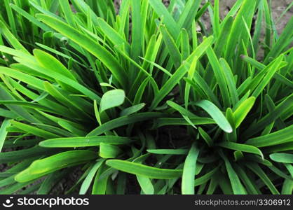 Chinese leek growing in the fields in spring