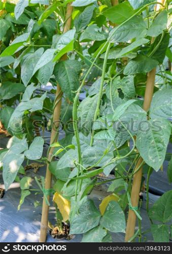 Chinese long bean plantation in the garden with plastic film placed over the ground