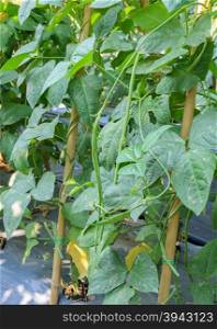 Chinese long bean plantation in the garden with plastic film placed over the ground