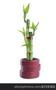 Chinese lucky Bamboo with red ribbon - happiness symbol, isolated on a white background