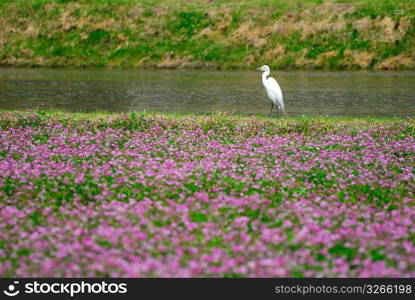 Chinese milk vetch